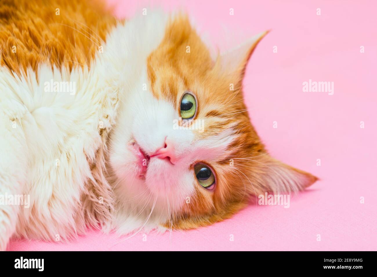 Pretty adult red cat in shock lies on light pink background Stock Photo