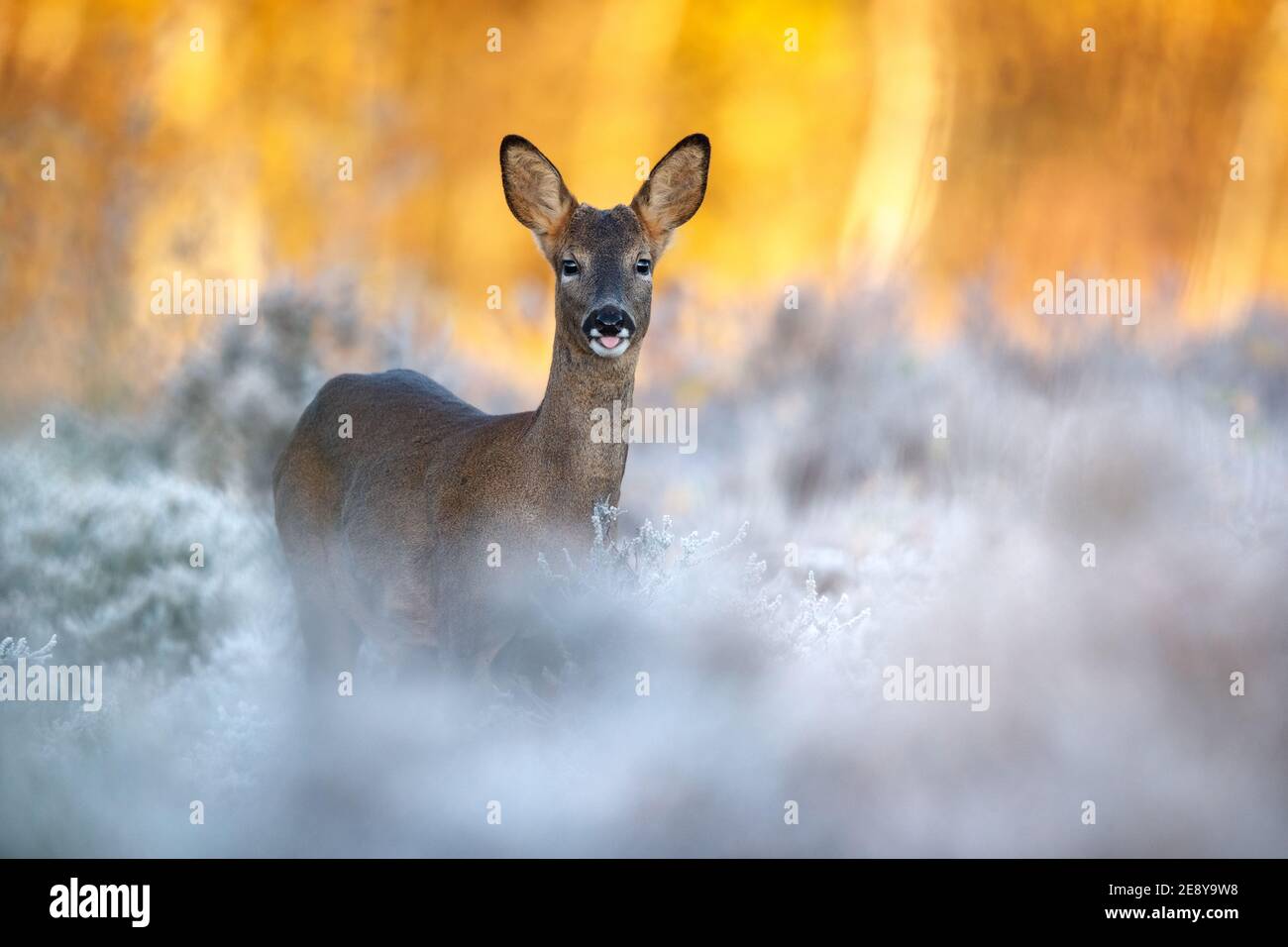 Young roe deer buck on a frosty morning at sunrise Stock Photo