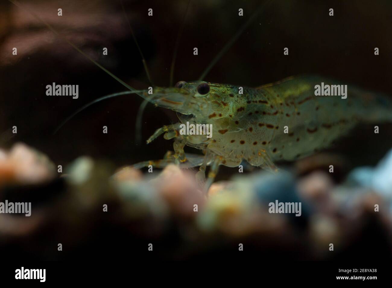 Amano shrimp in aquarium Stock Photo