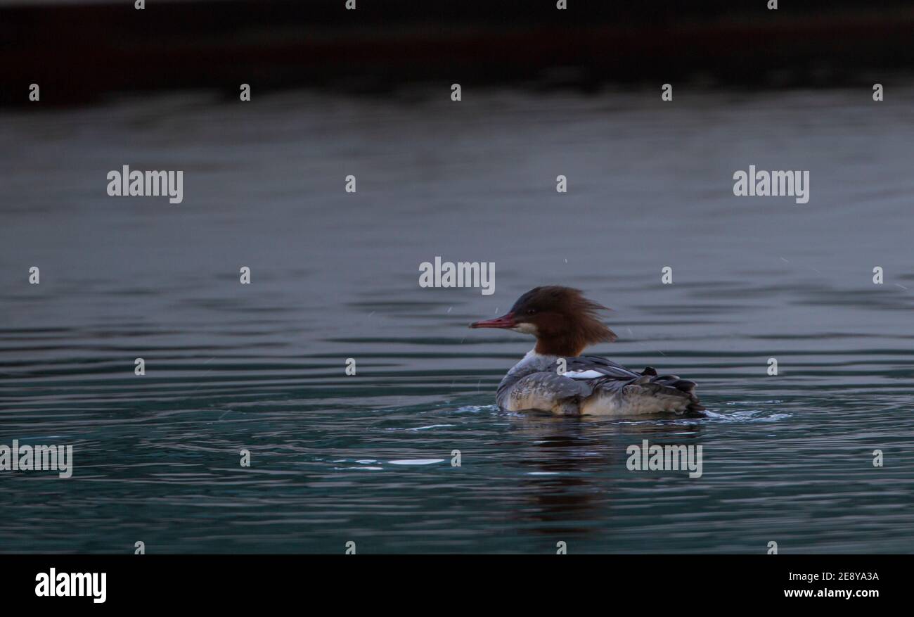 Mergus merganser duck with tuft in water soft light Stock Photo - Alamy