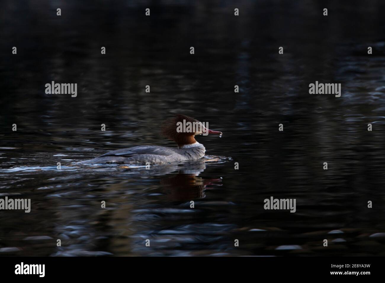 Mergus merganser duck with tuft in water soft light Stock Photo - Alamy