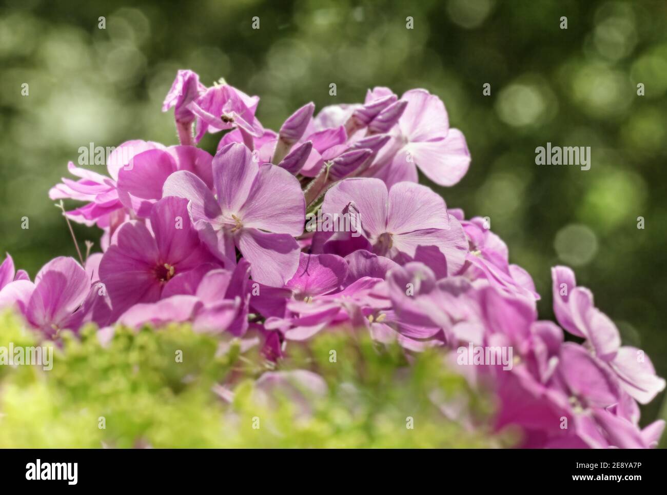 Real charming pretty pink purple phlox in summer happy sunlight Stock Photo