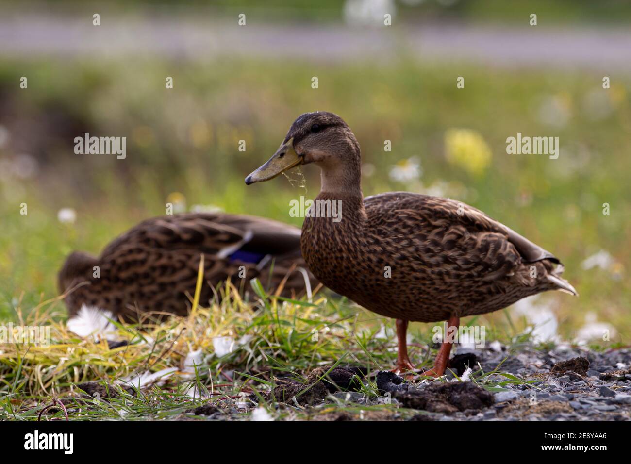 Female brown mallard duck Stock Photo