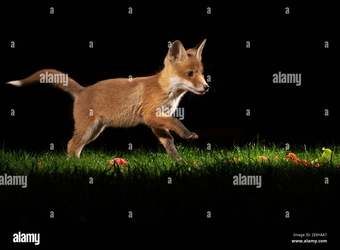 Fox cub playing in garden at 4am Stock Photo