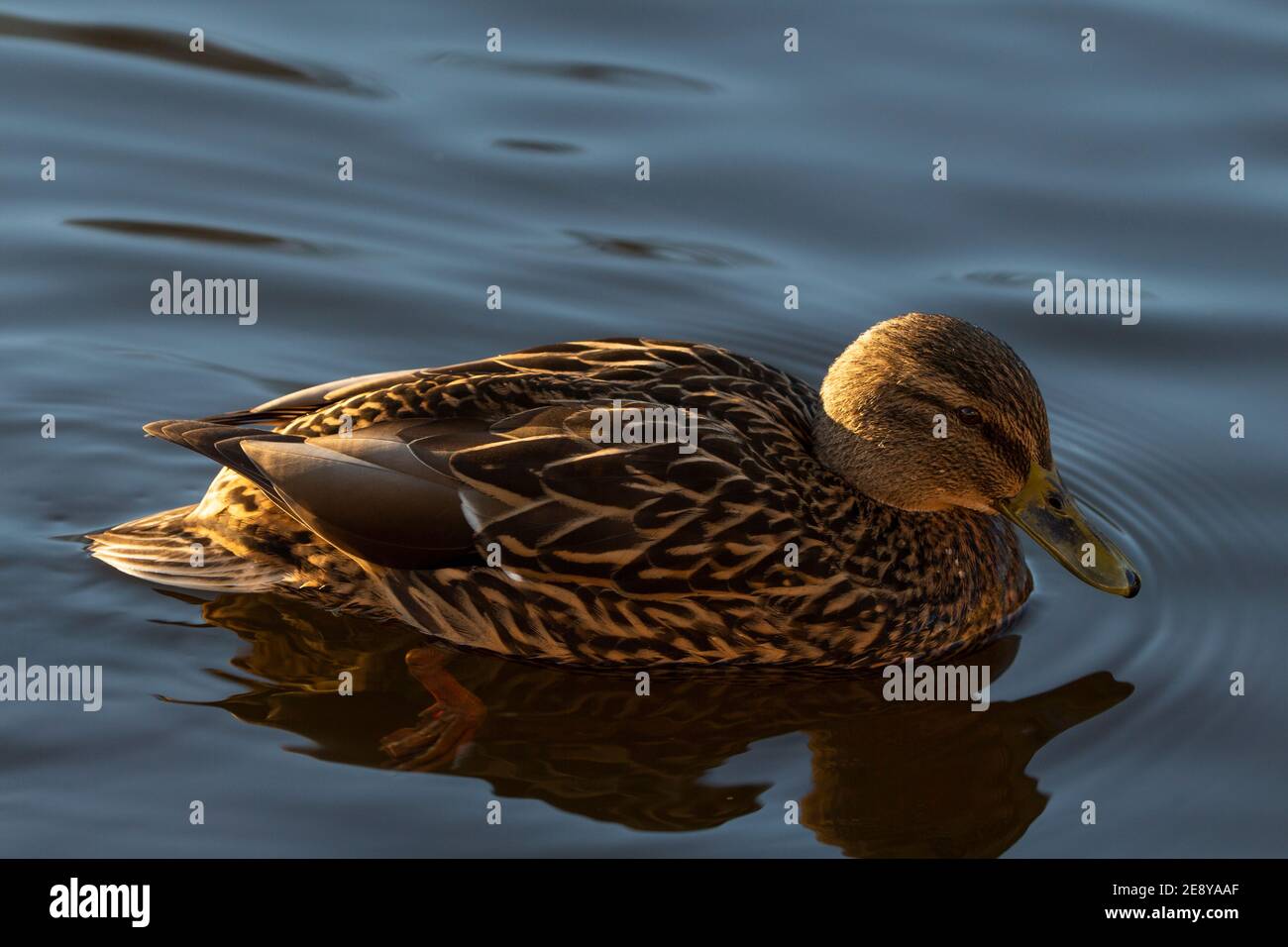 Female brown mallard duck Stock Photo