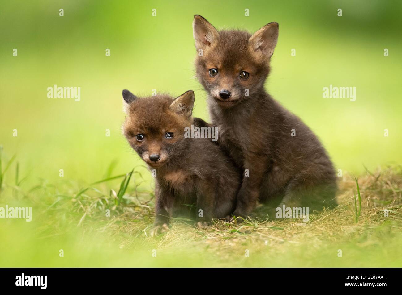 Adorable young fox cub siblings Stock Photo