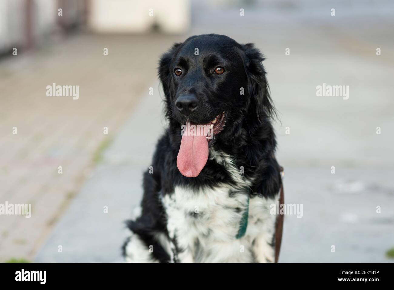 A beautiful black and white spotted stabyhoun dog sitting outside with his long tongue sticking out of his mouth. Portrait of a rare dutch dog breed. Stock Photo