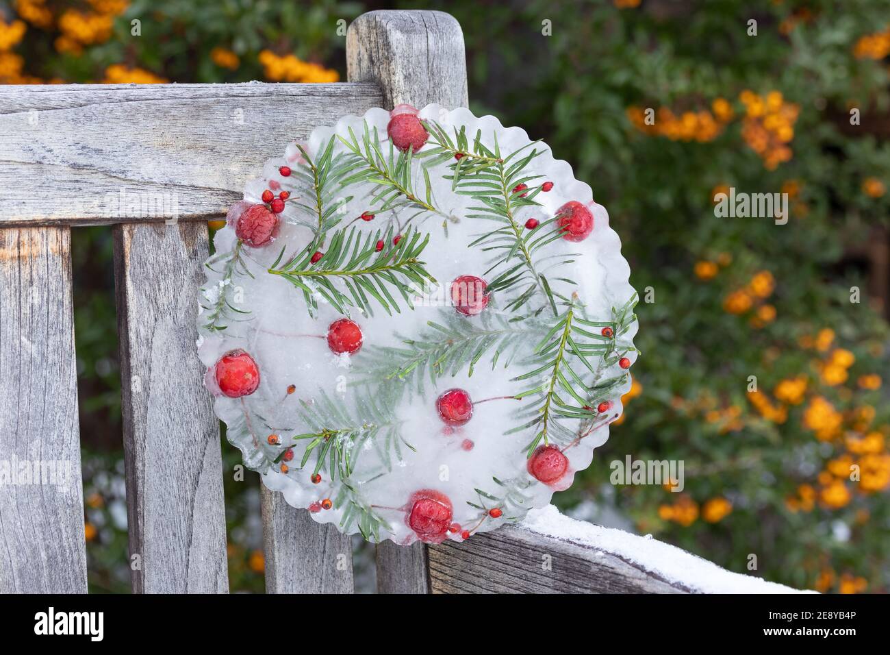 ice disc with crab apples and yew branches as winter garden decoration Stock Photo