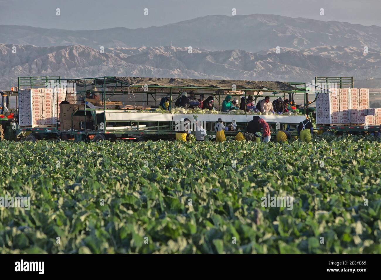 Hispanic farm workers harvesting - packing Organic Cauliflower 'Brassica oleracea var. botrytis',   early morning light,  California. Stock Photo