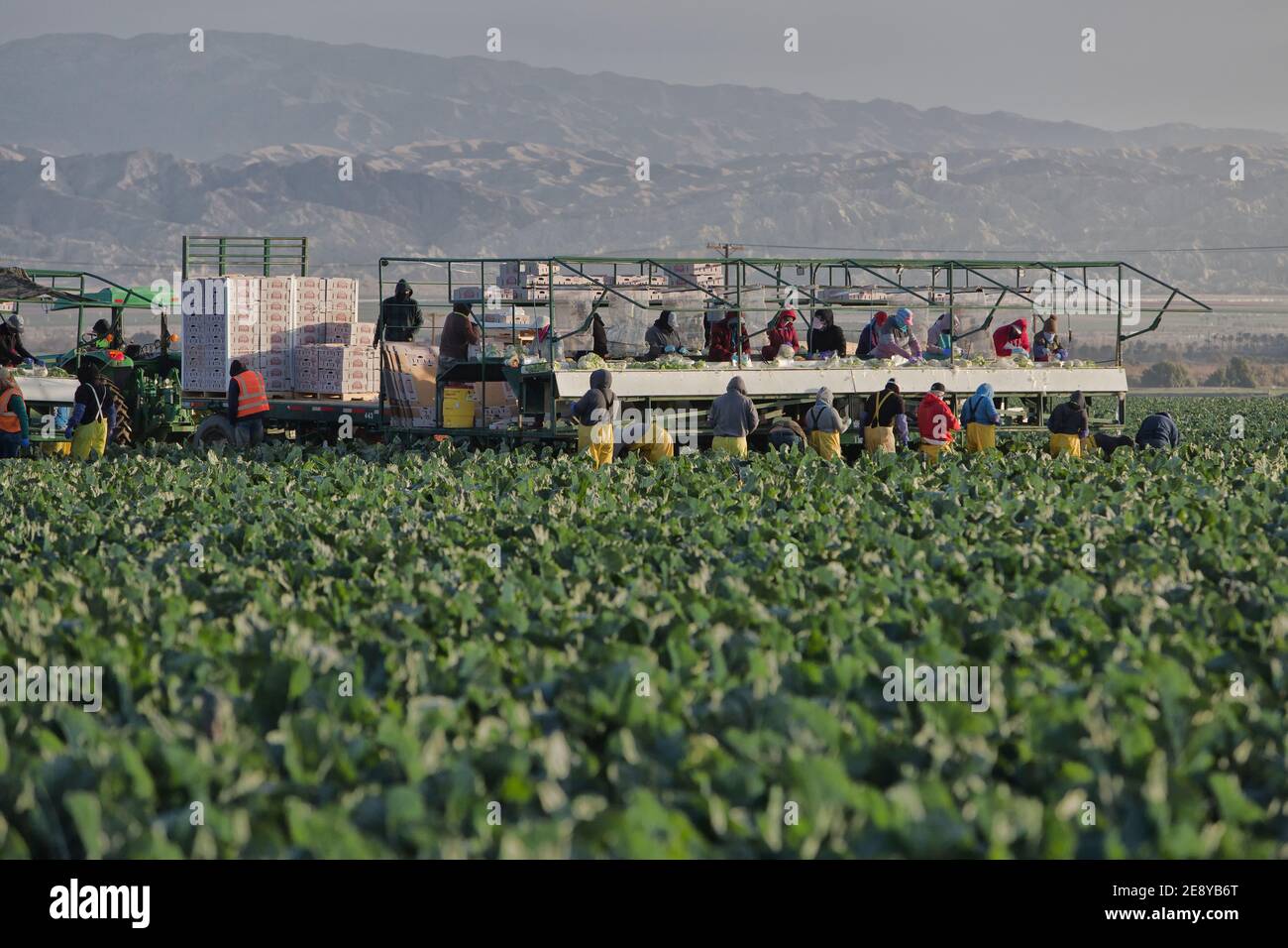 Farm workers harvesting - packing Organic Cauliflower 'Brassica oleracea var. botrytis',  early morning light, John Deere tractor,  California. Stock Photo