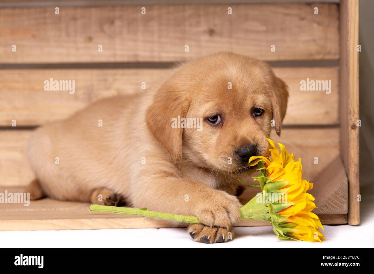 Permanent marketing Dagelijks blonde labrador puppy lies in a wooden box and holds a sunflower with his  paws crossed and looks sweet. copy space Stock Photo - Alamy