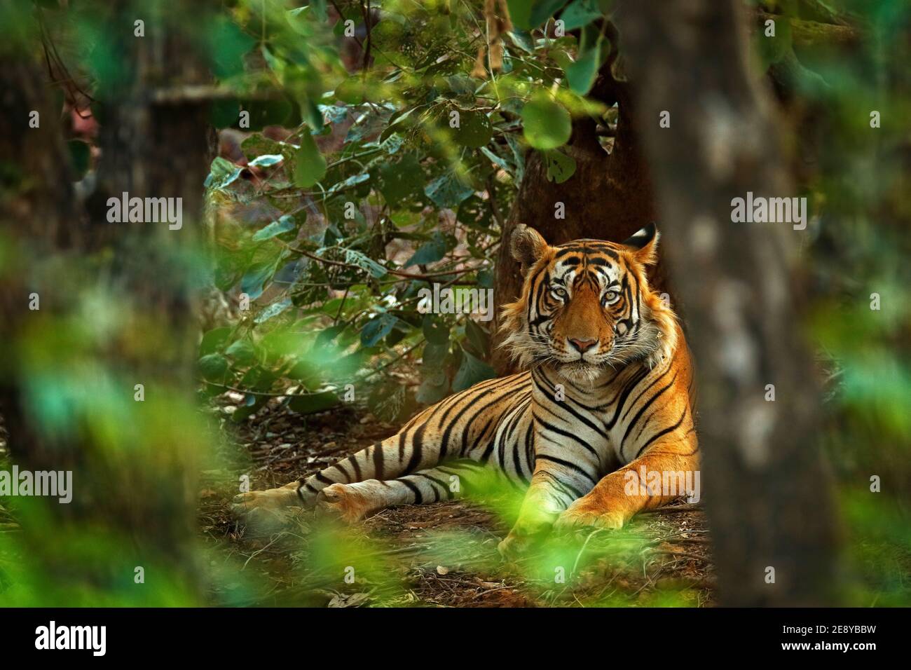 Indian tiger male with first rain, wild animal in the nature habitat