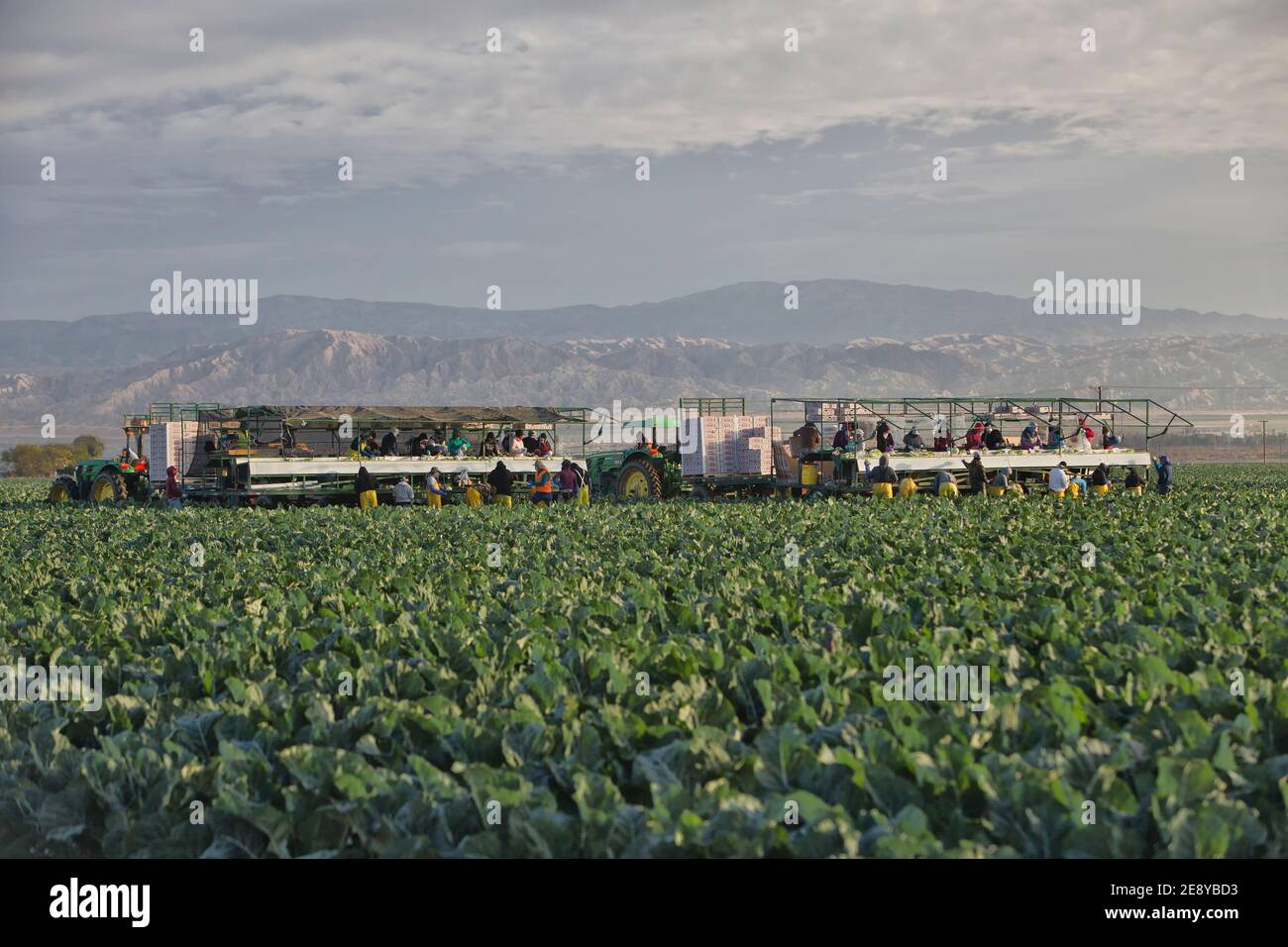 Farm workers harvesting - packing Organic Cauliflower 'Brassica oleracea var. botrytis',  John Deere tractor, early morning light,  California. Stock Photo