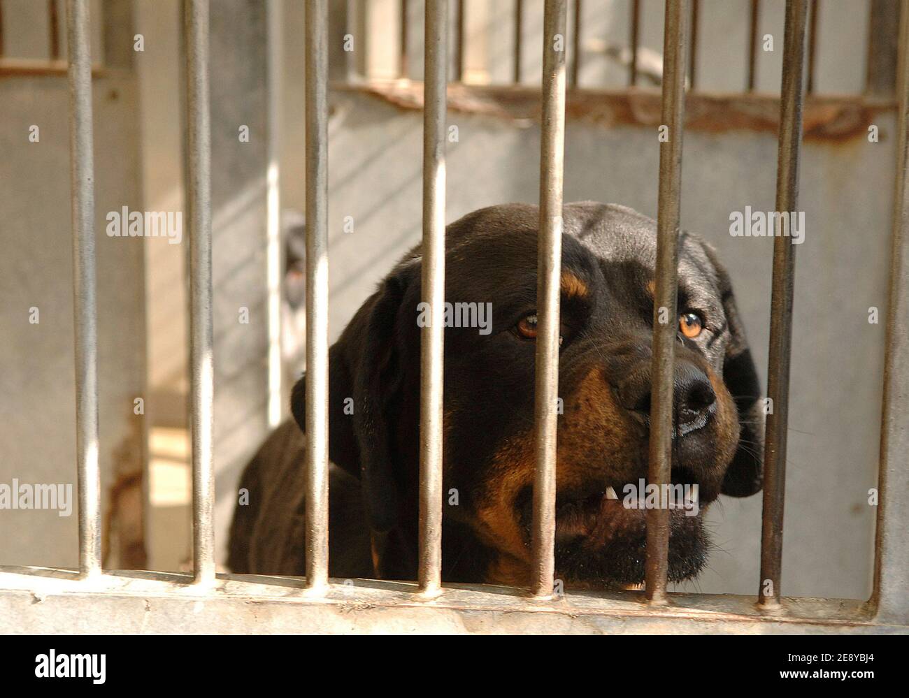 A Rottweiler at SPA refuge in Gennevilliers near Paris, France on September  27, 2007. Photo by Giancarlo Gorassini/ABACAPRESS.COM Stock Photo - Alamy