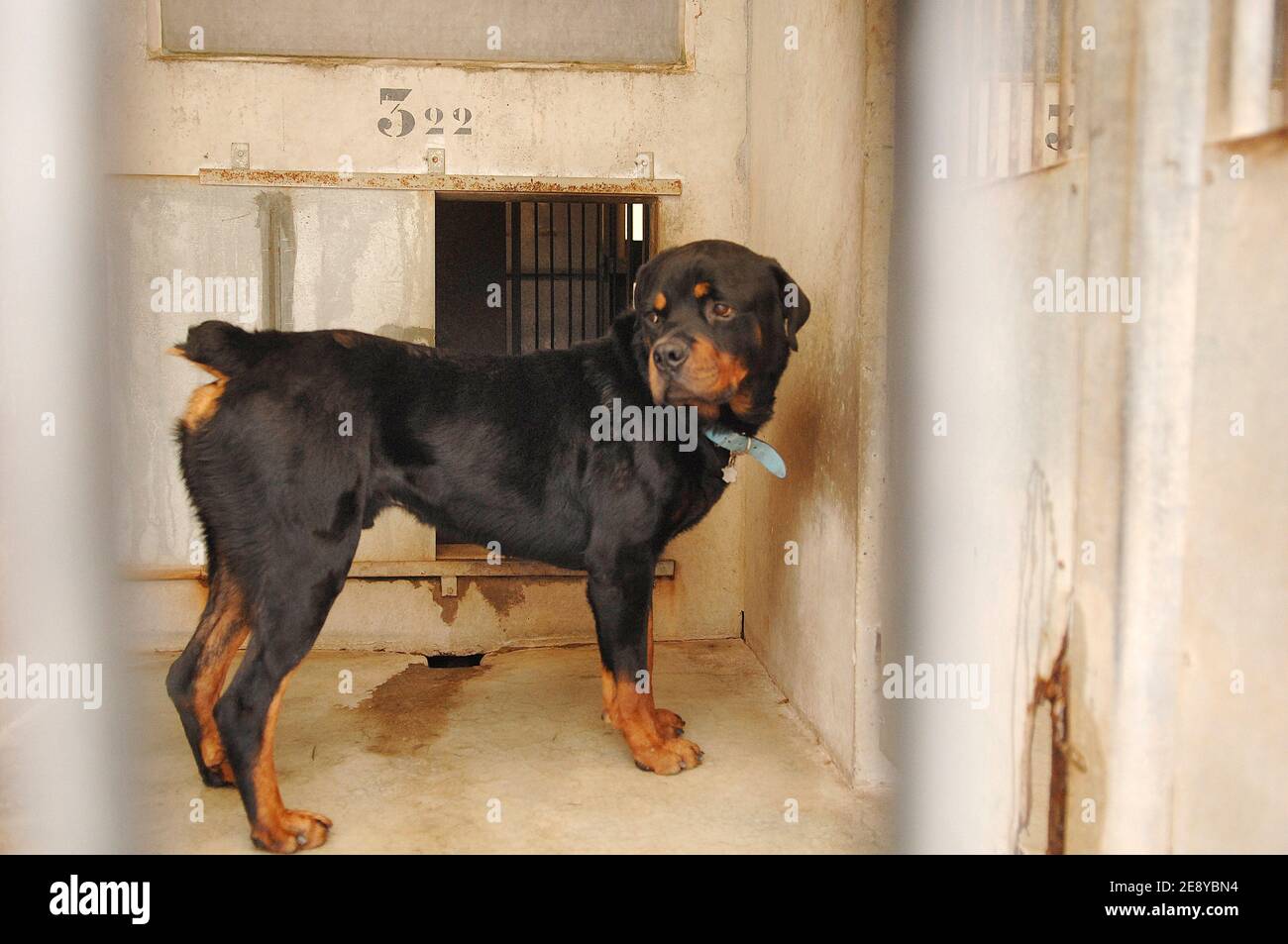 A Rottweiler at SPA refuge in Gennevilliers near Paris, France on September  27, 2007. Photo by Giancarlo Gorassini/ABACAPRESS.COM Stock Photo - Alamy