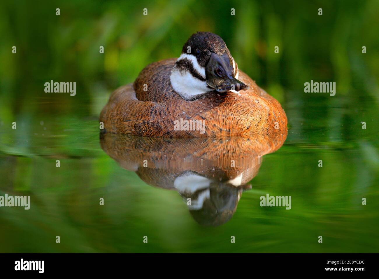 Ruddy Duck, Oxyura jamaicensis, female with beautiful green coloured water surface. Male of brown duck with blue bill. Wildlife scene from nature, Mex Stock Photo