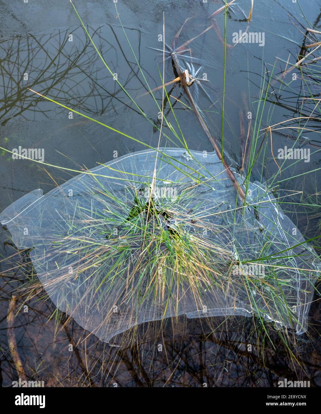 Melting ice formation on plants in a shallow pond. Stock Photo