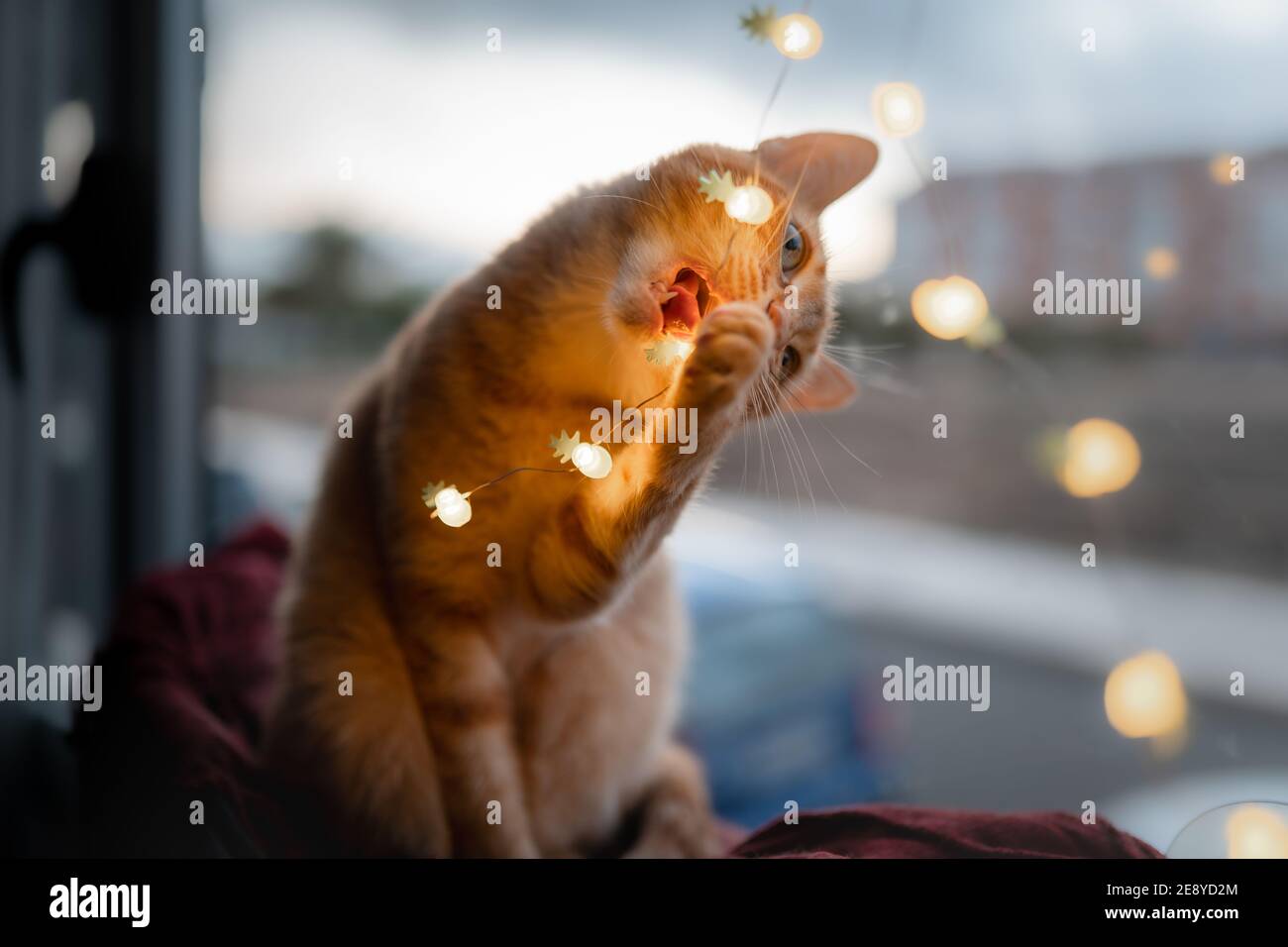 brown tabby cat with green eyes sitting on a hammock by the window ...