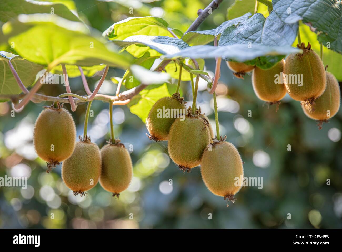 Kiwi picking season. Kiwi on a kiwi tree plantation with with huge