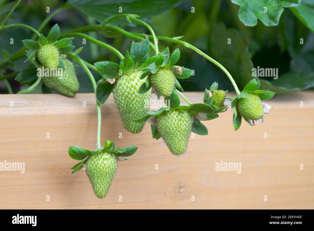 Close-up of Green, Unripe Strawberries in Garden Stock Photo