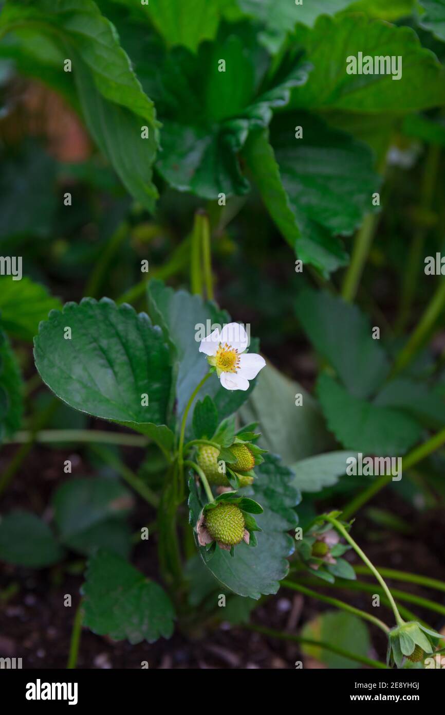 Strawberry Plant with Flower and Green, Unripe Berries in Garden Stock Photo