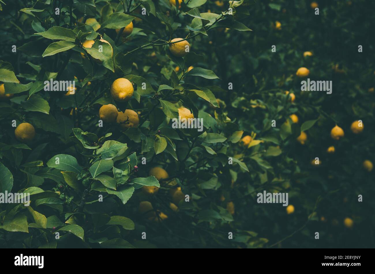Ripe yellow lemons hang on the lemon tree at plantation. Darkened and vignetted natural background of citrus tree. Stock Photo