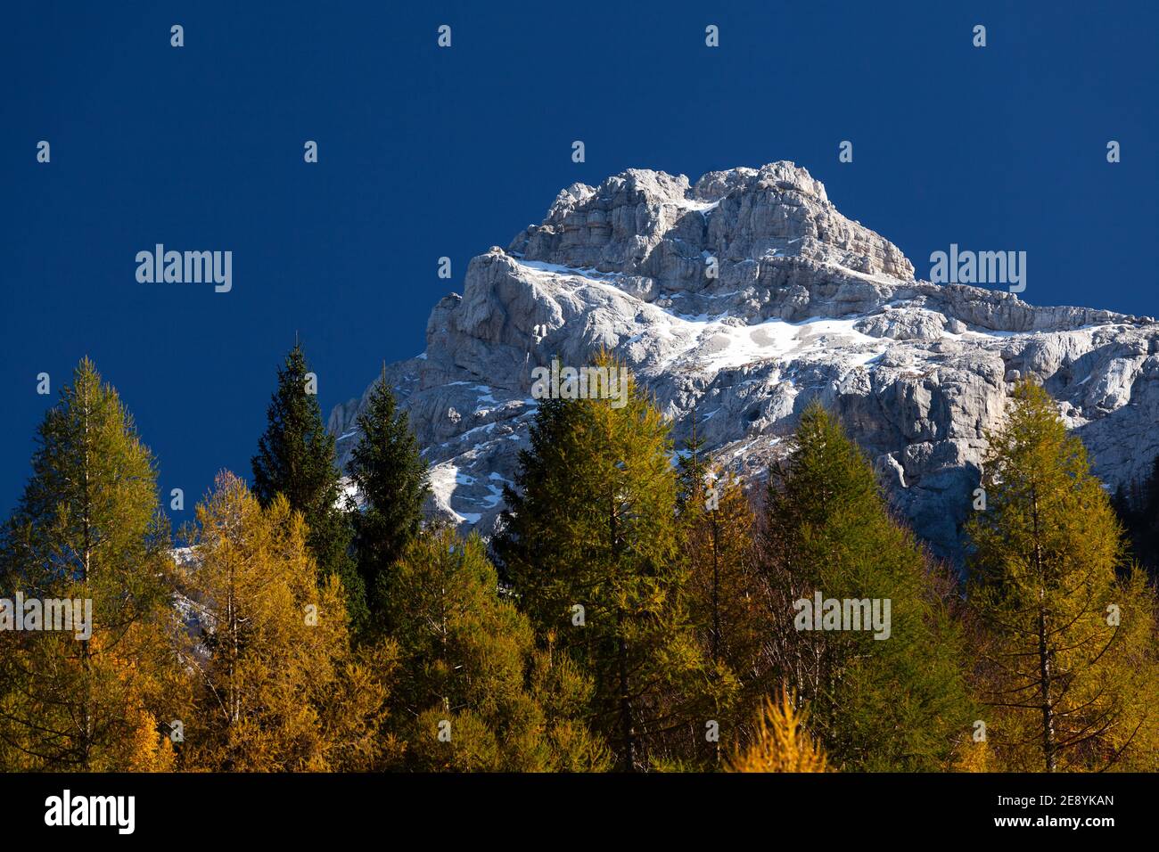 The snow-capped Razor Mountain above the Trenta Valley with autumn-colored larch trees in the foreground. Stock Photo