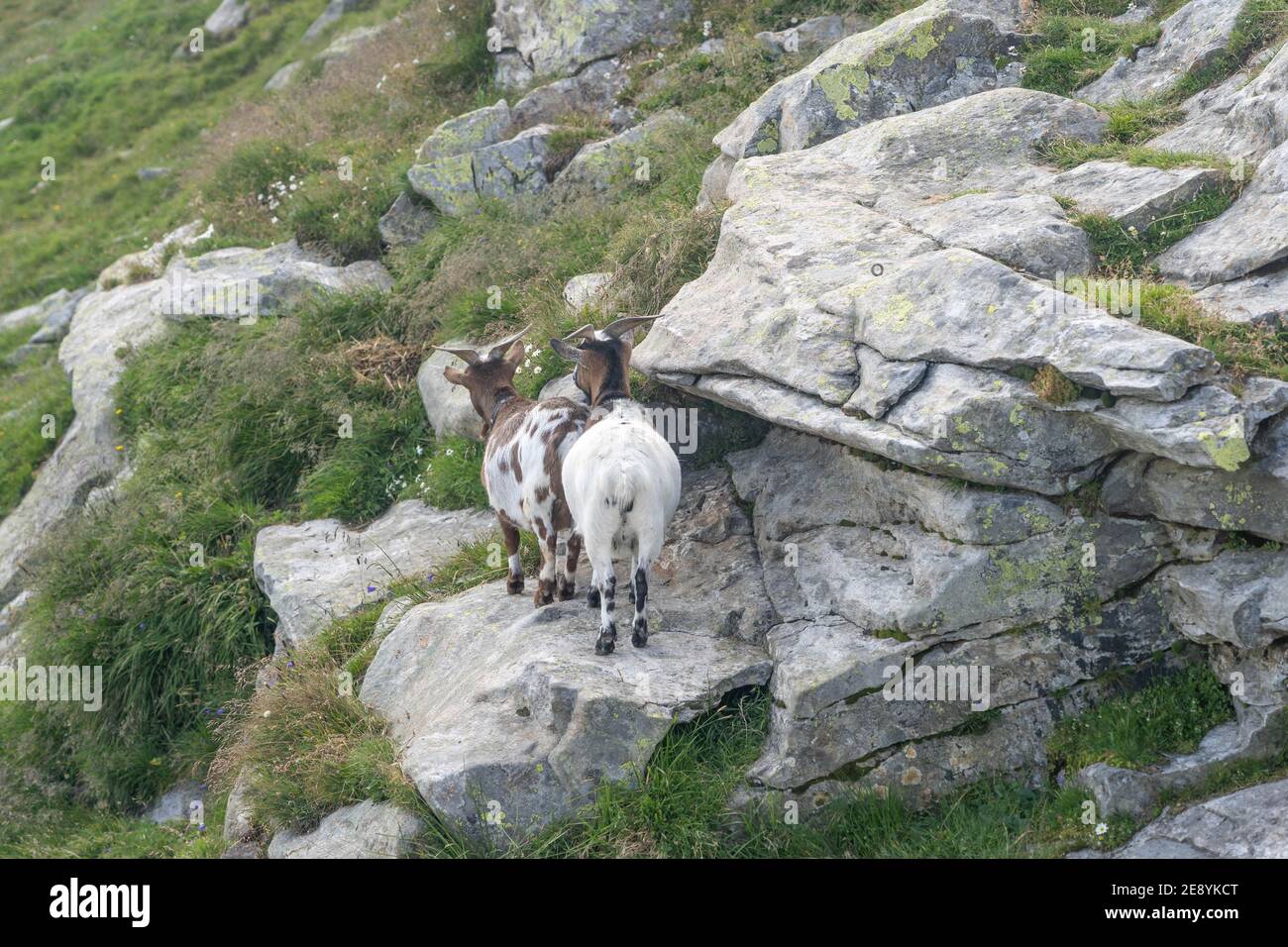 Two lcoal goats on top of Zillertal Austria Alps in summer Stock Photo