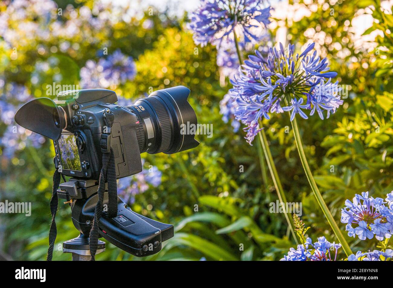 A Nikon D800 DSLR camera on a tripod, photographing a close up of an Agapanthus (subfamily Agapanthoideae) flower. Stock Photo