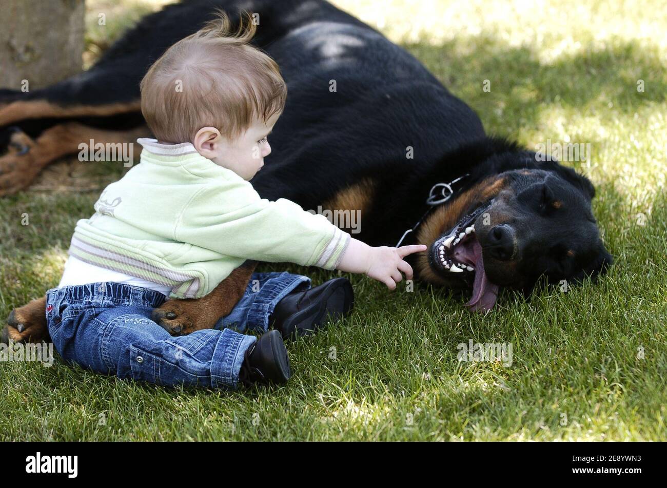 File S Picture Of A Little Boy And His Beauceron Dog In A Garden In France On July 6 07 These Last Weeks In France Several Children Were Killed By Dangerous Dogs Photo