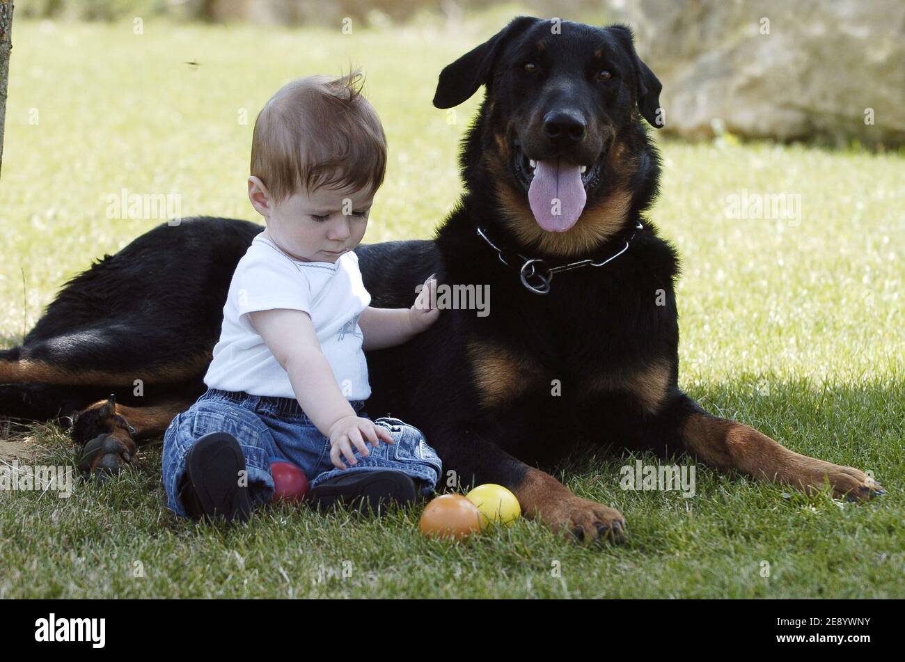 Chien Bebe High Resolution Stock Photography And Images Alamy