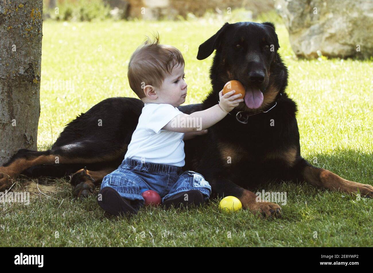 Bebe Chien High Resolution Stock Photography And Images Alamy Bebe Chien High Resolution Stock Photography And Images Alamy