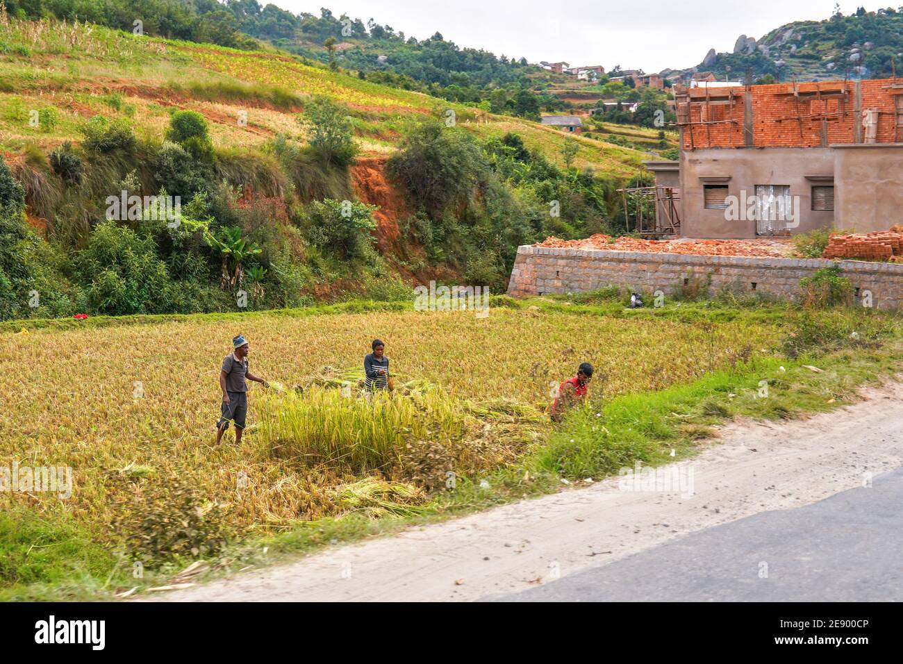 Antananarivo, Madagascar - April 24, 2019: Three unknown Malagasy people working on wet rice field, half built house near them, small hills in backgro Stock Photo