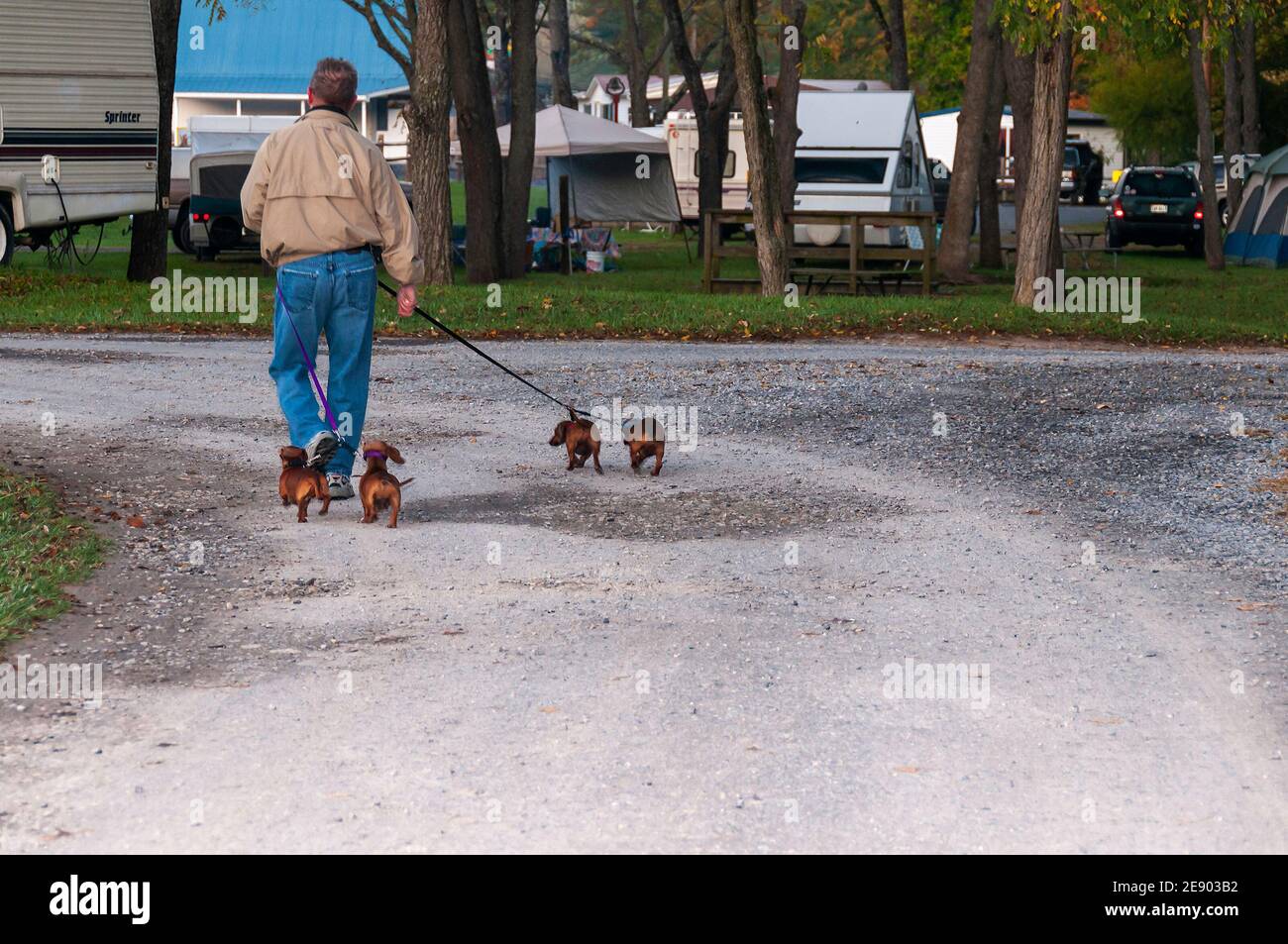 Caucasian man walking four Dachshund dogs on a gravel road in a campground. USA. Stock Photo