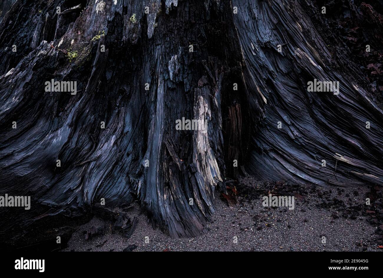 Tree stump detail along the banks of the Nisqually river, Mount Rainier National Park boundary, Washington, USA. Stock Photo
