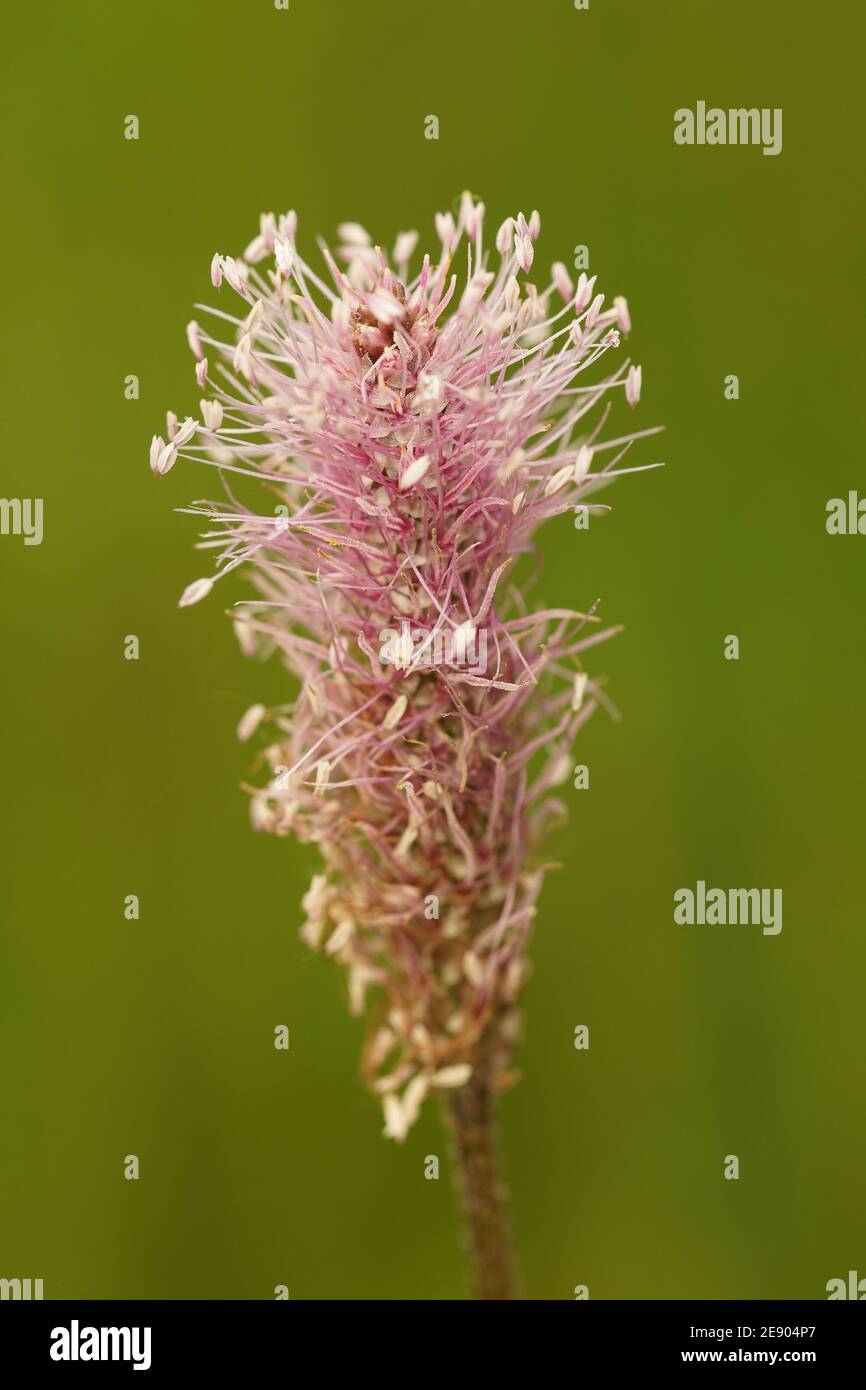 Close up of the pink colored blossoming of the hoary plantain, Plantago media Stock Photo