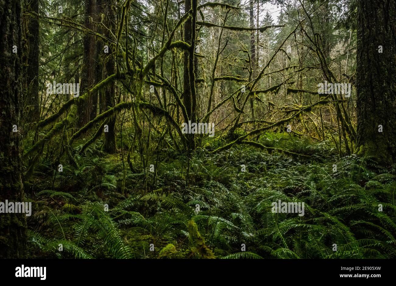 Moss covered trees on a very wet day near Big Creek Campground along