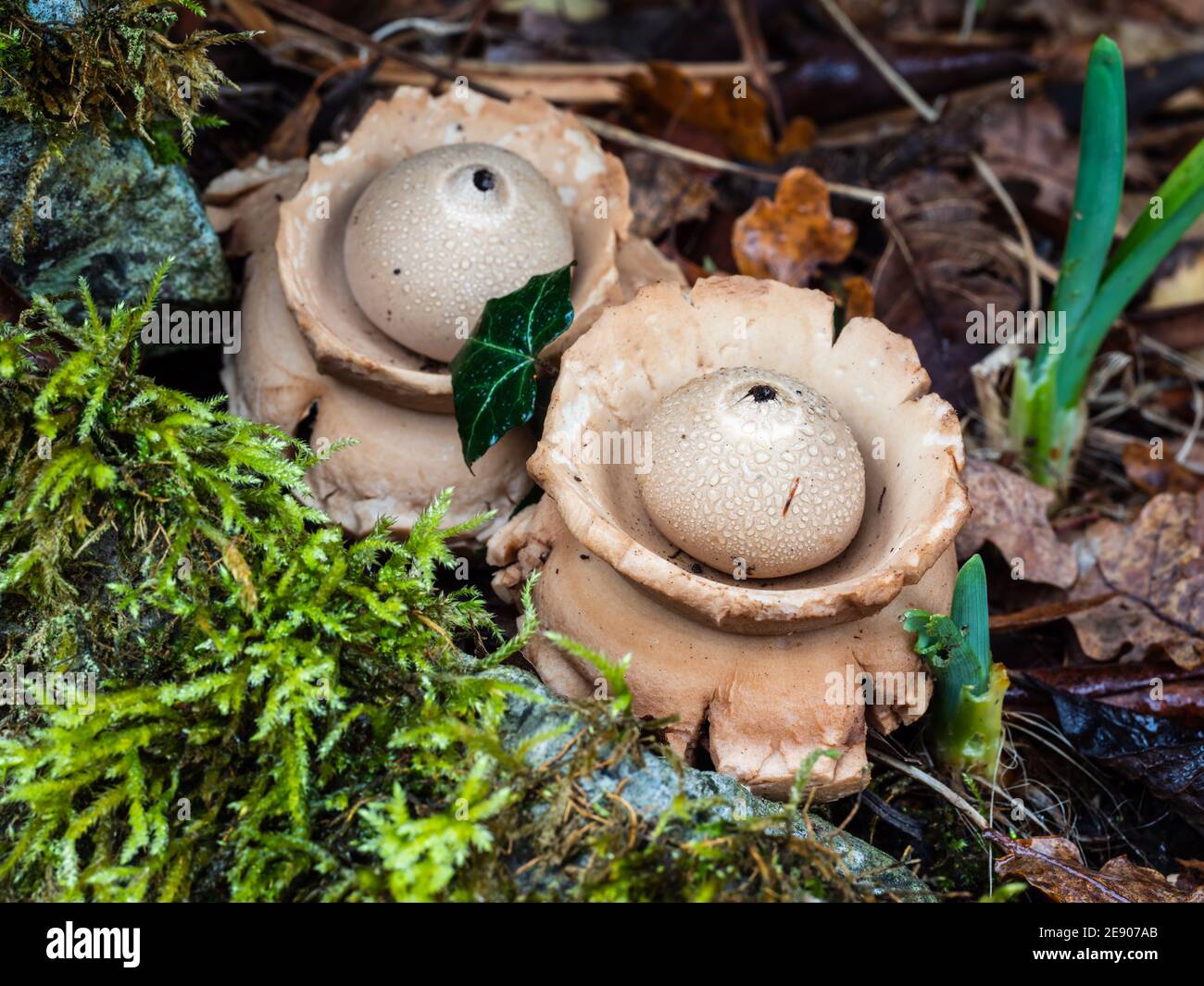 A pair of Collared Earthstar fungi thriving in a damp shaded area in a Sutton Coldfield garden, United Kingdom. Stock Photo