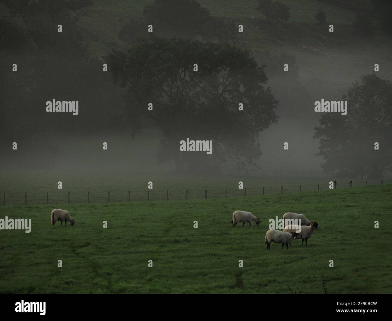 Dawn mist - upland sheep grazing peacefully in dewy field with misty backdrop at dawn in Eden Valley in Cumbria,England,UK Stock Photo
