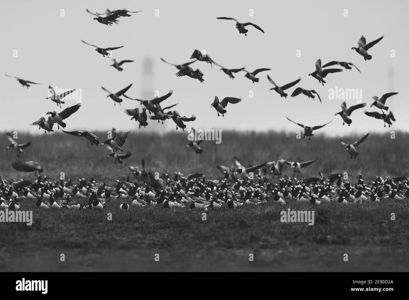 Grayscale shot of a beautiful flock of flying birds over the field Stock Photo