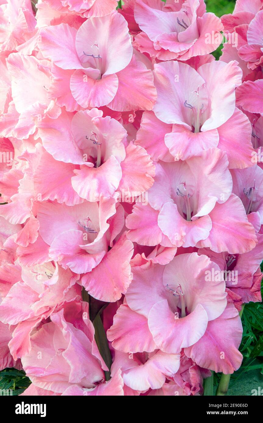 Close up of large flowers of summer flowering Gladiolus Teamwork Pink to pale pink flowers Stock Photo