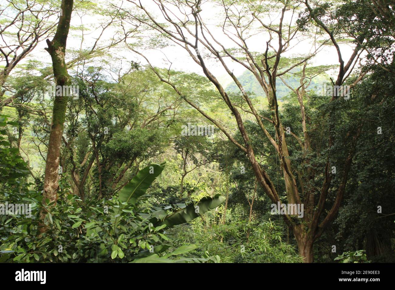 Tropical plants forest hi-res stock photography and images - Alamy