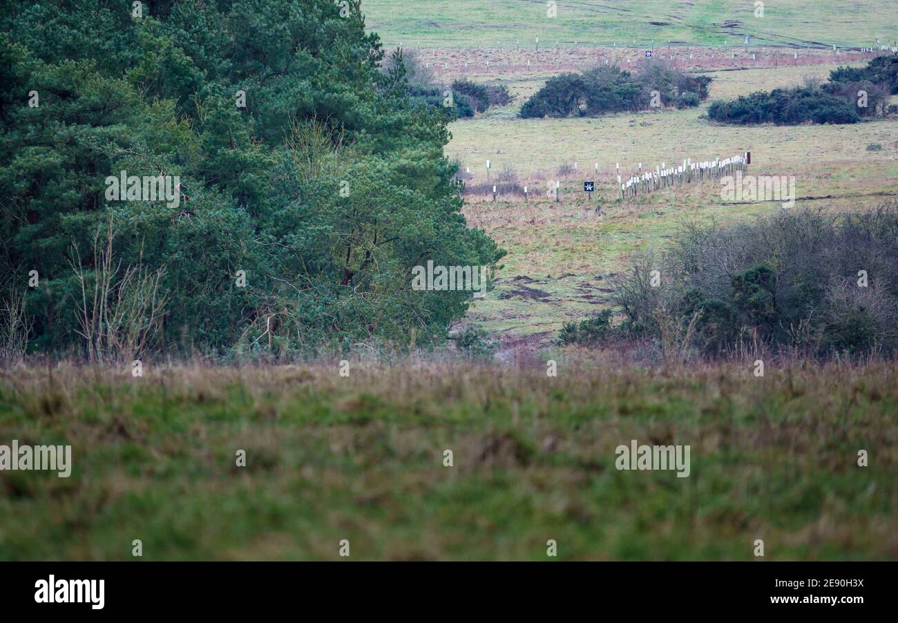 view past woodland to a Salisbury Plain ancient burial ground denoted with white wooden posts Stock Photo