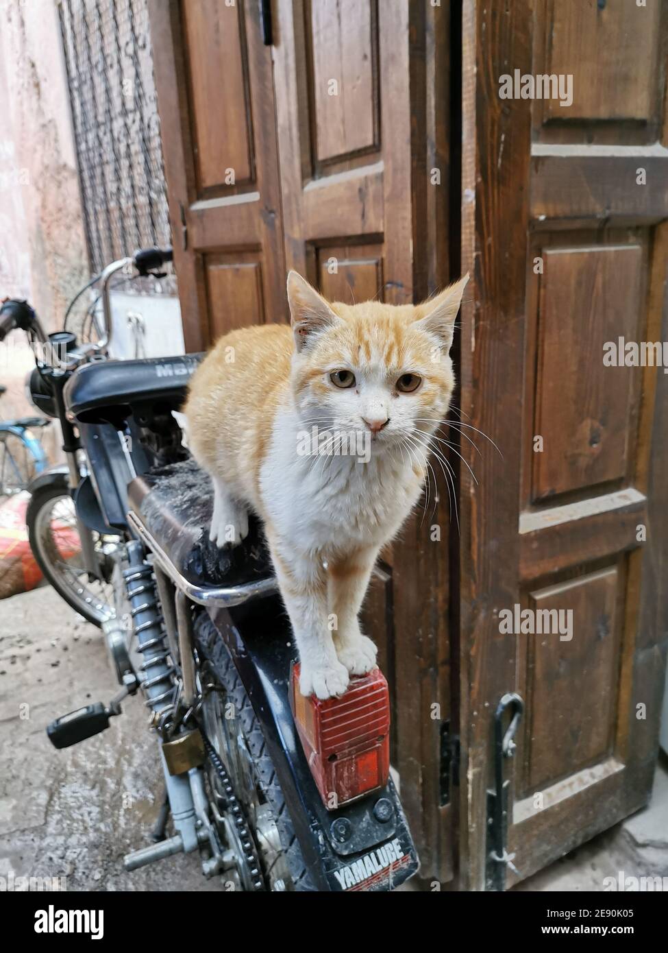 Sweet cat on the motorbike in Morocco Stock Photo