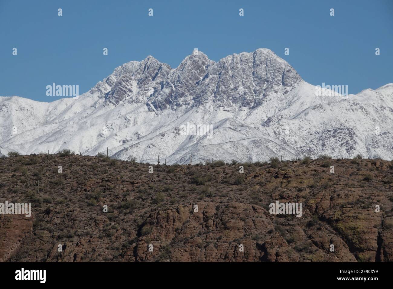 A winter storm covers Saguaro cactus in snow at Saguaro National Park East  in Tucson, Arizona Stock Photo - Alamy