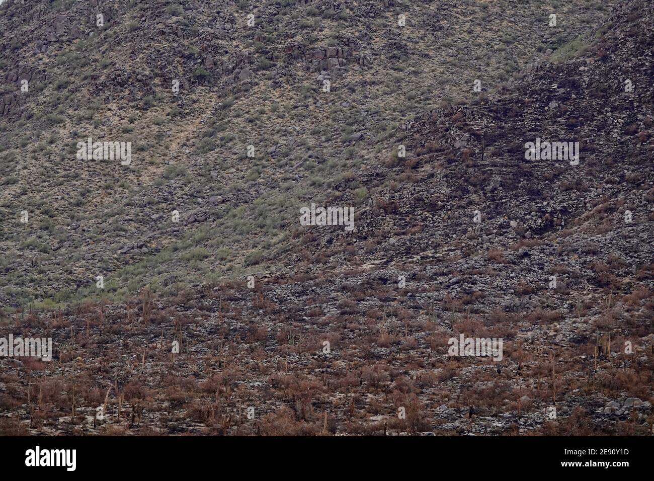 A view of the desert outside of Phoenix, Arizona after a wildfire. Stock Photo