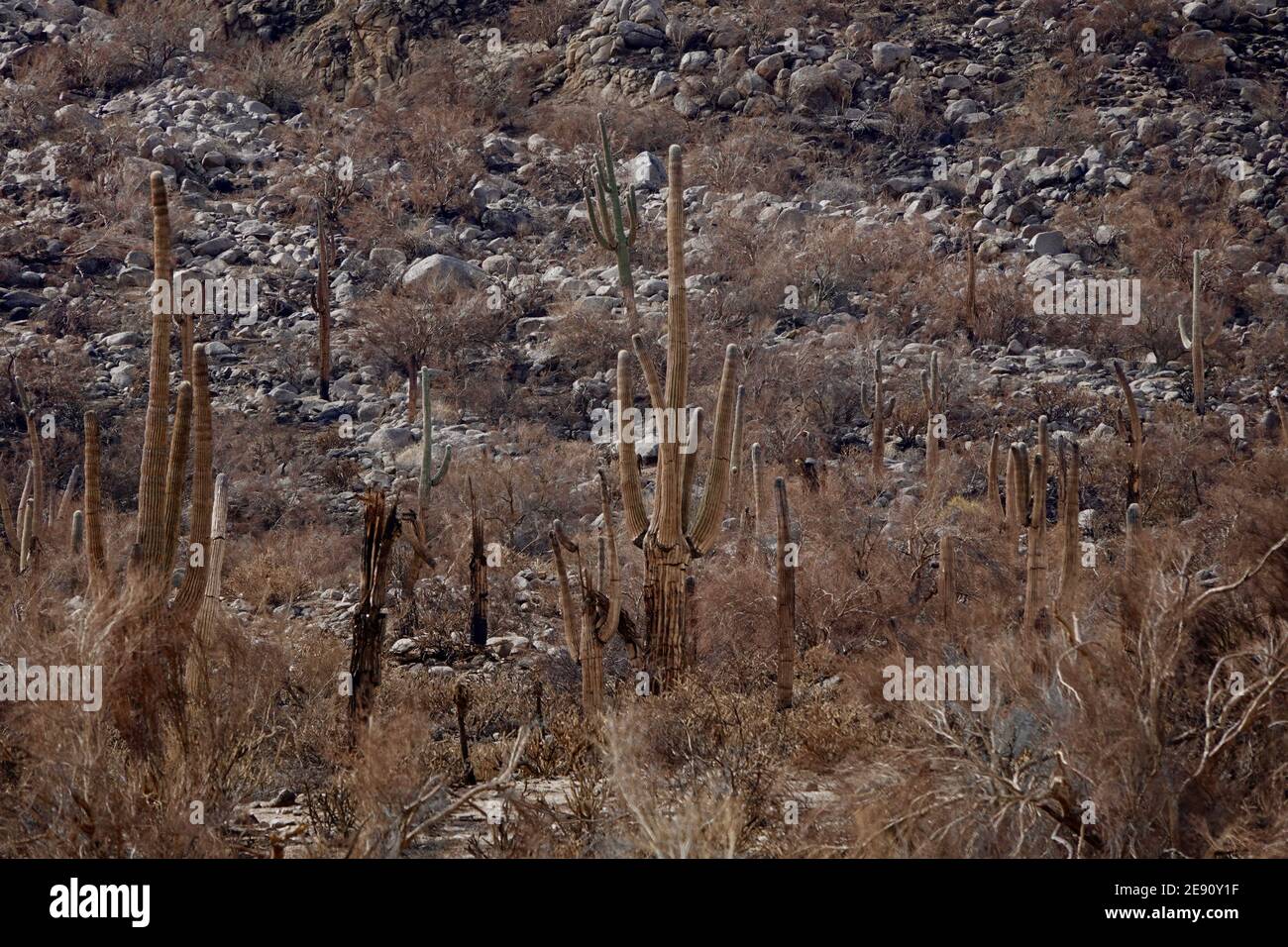 A view of the desert outside of Phoenix, Arizona after a wildfire. Stock Photo