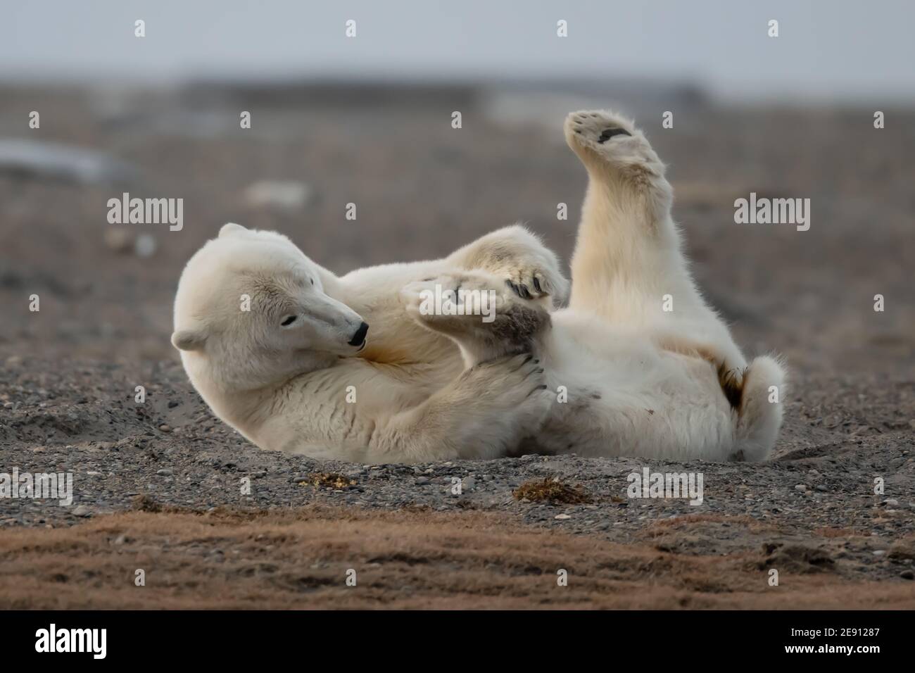 Playful Polar Bear Ursus Maritimus In The Arctic Circle Of Kaktovik