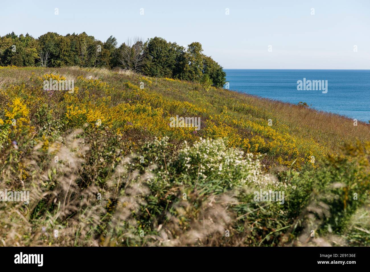 Hillside of wildflowers hi-res stock photography and images - Alamy