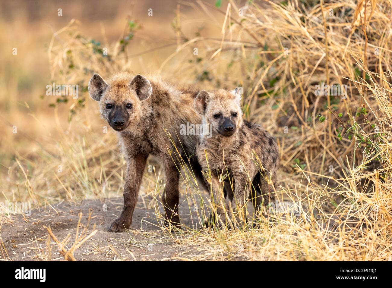 two young hyenas stand in front of their burrow Stock Photo - Alamy